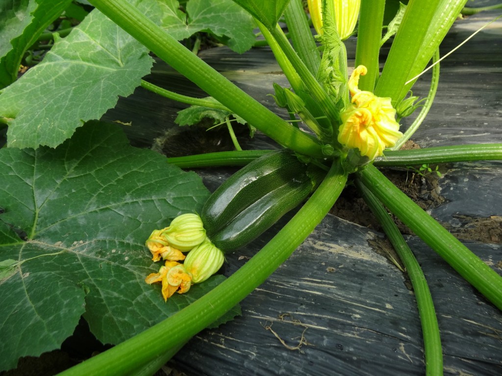 Courgettes siamoises