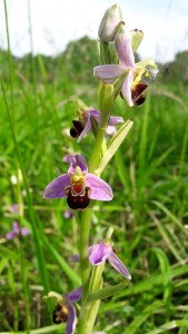 Ophrys apifera