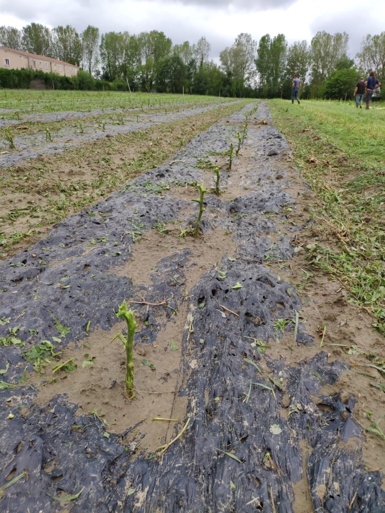 Pieds de tomate détruits