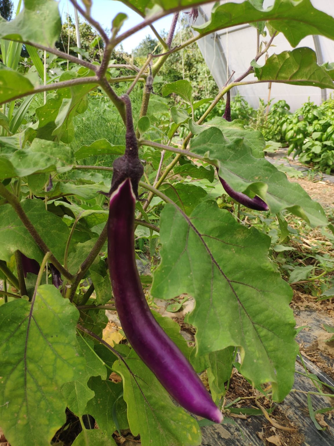 Aubergine japonaise serre Midi Cueillette